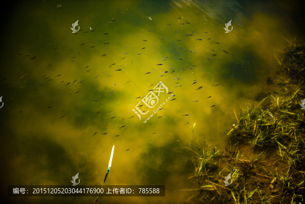 魚苗