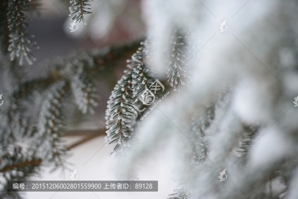 雪后的松枝