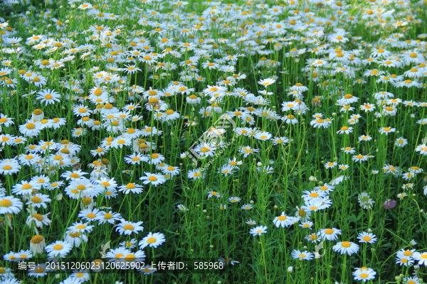 白晶菊海