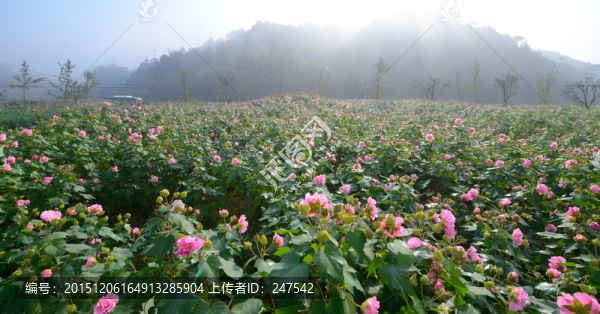 芙蓉花