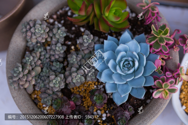 多肉植物
