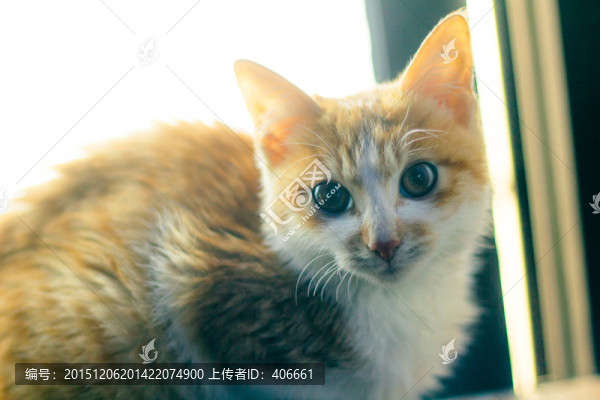 花貓