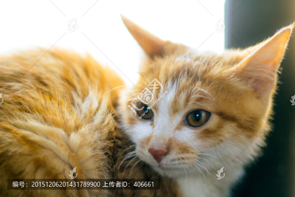 花貓