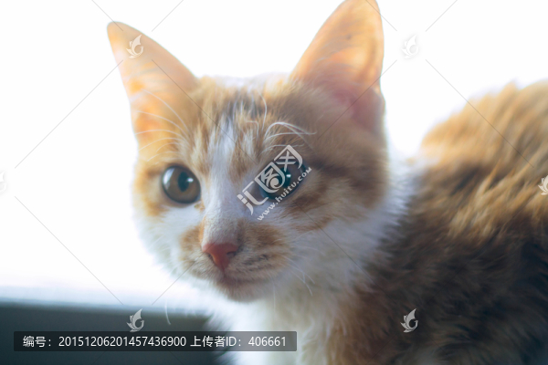 花貓