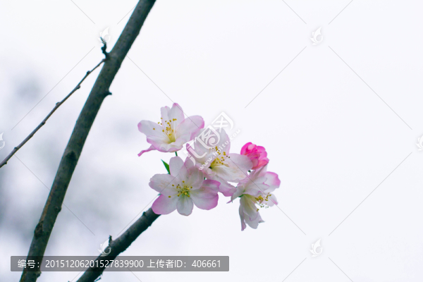 櫻花
