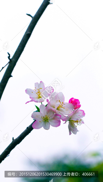 櫻花