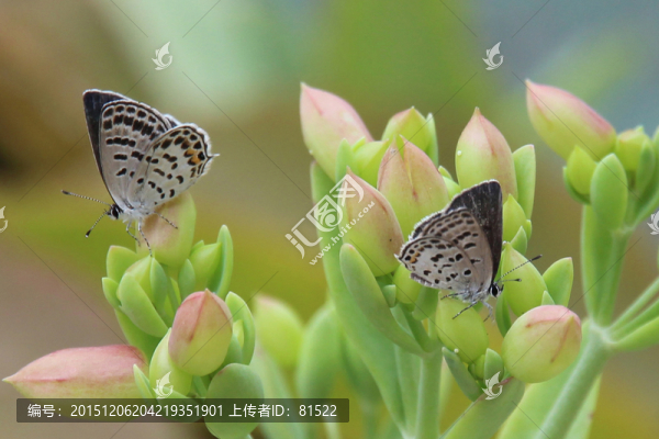 兩只蝴蝶
