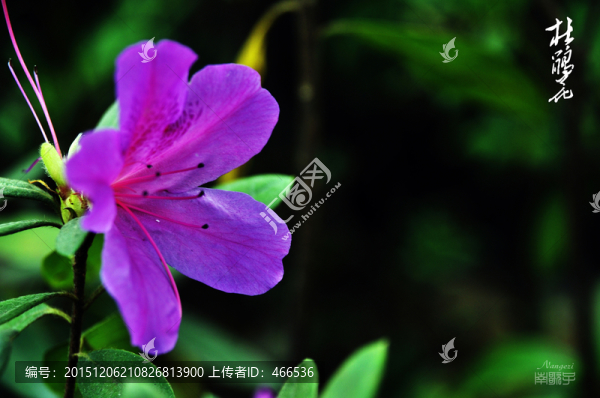 杜鵑花