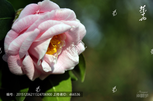 茶花