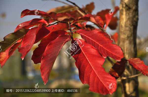 紅葉