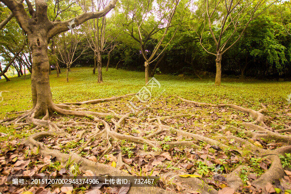 樹根