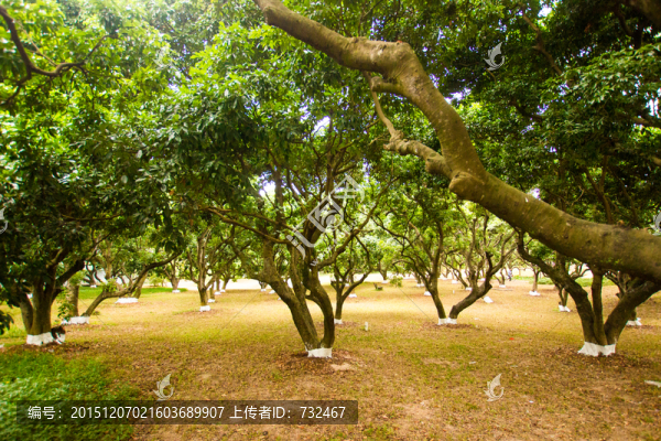 荔枝樹林
