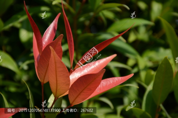 紅葉