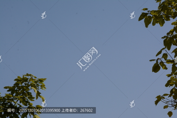 樹葉