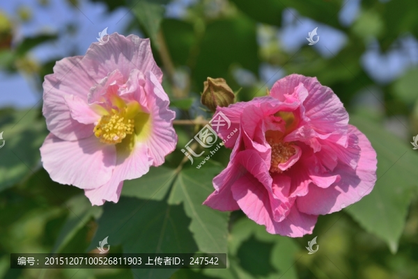 芙蓉花