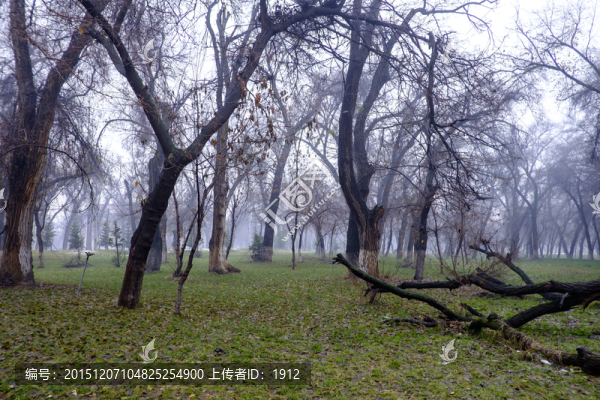 樹林