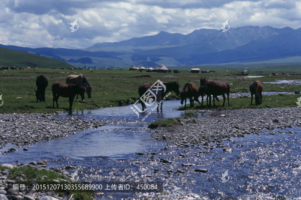 草原,RVP50,膠卷,反轉(zhuǎn)片