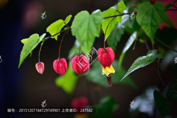 燈籠花