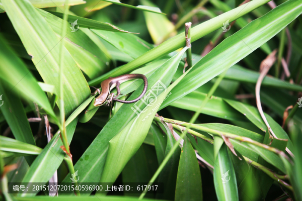 綠色植物,馬舌子