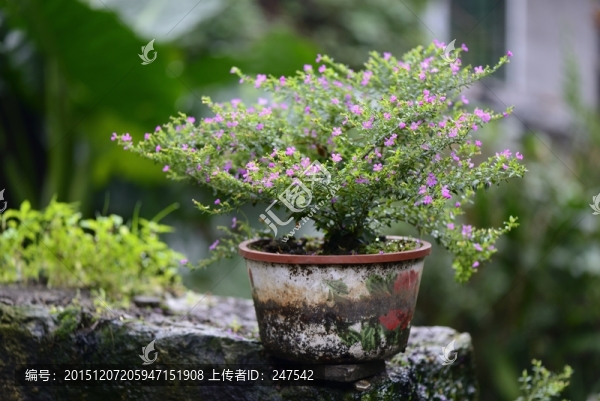 盆栽,植物,花卉,盆景,花盆