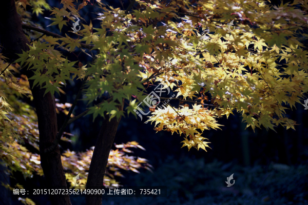 楓樹