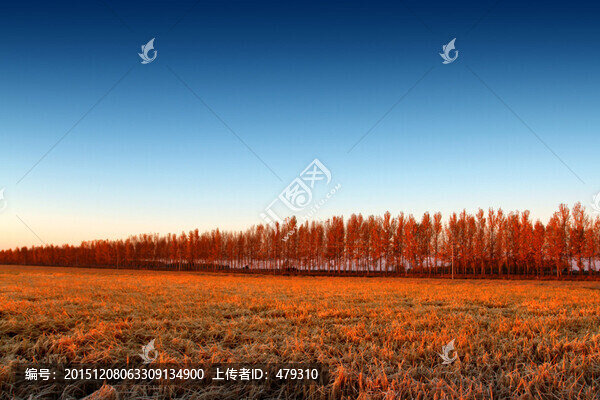 水稻田,日出,稻穗
