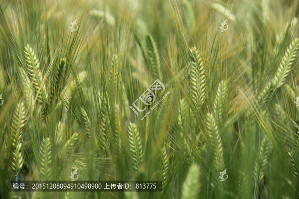 大麥田