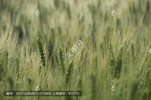 露珠麥芒