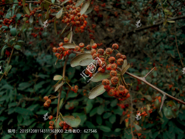 紅色的果實