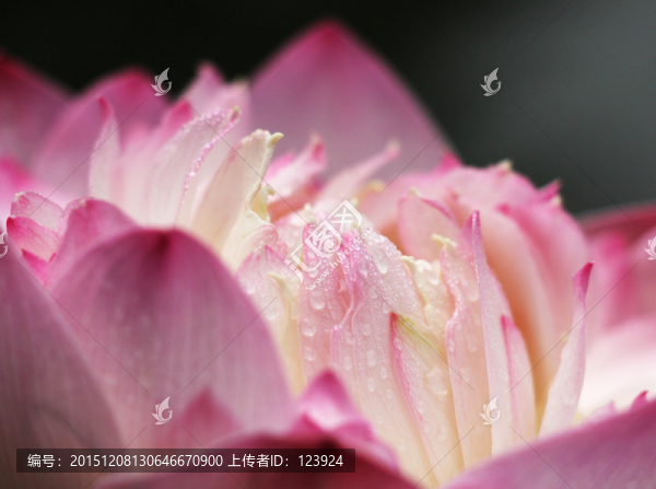 荷花韻味