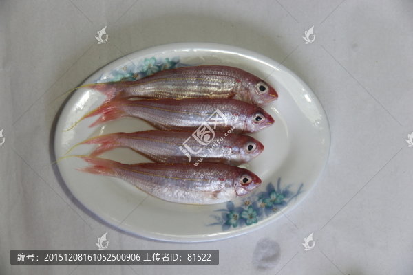 金線魚