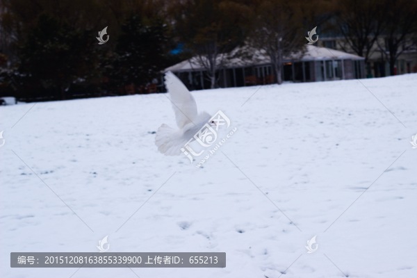 飛翔的白鴿
