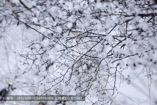 雪樹枝