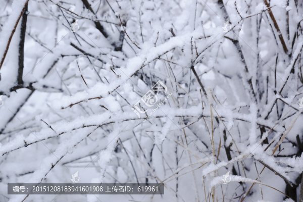 雪樹枝