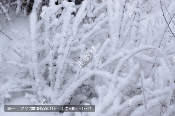 雪樹(shù)枝