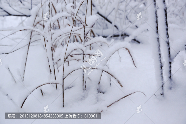 雪樹枝