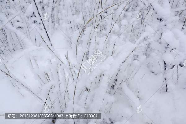 雪樹枝