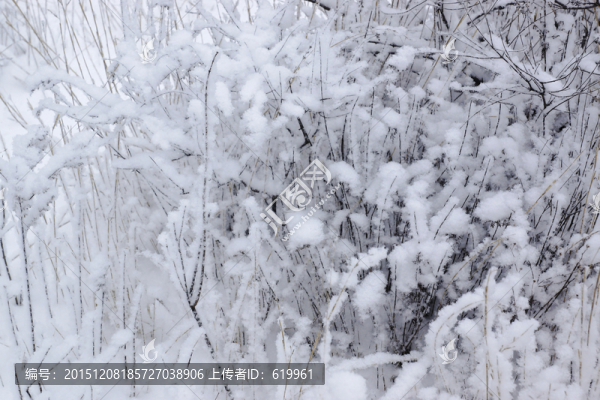 雪樹枝