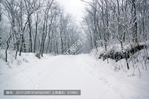 雪景,樹(shù)林