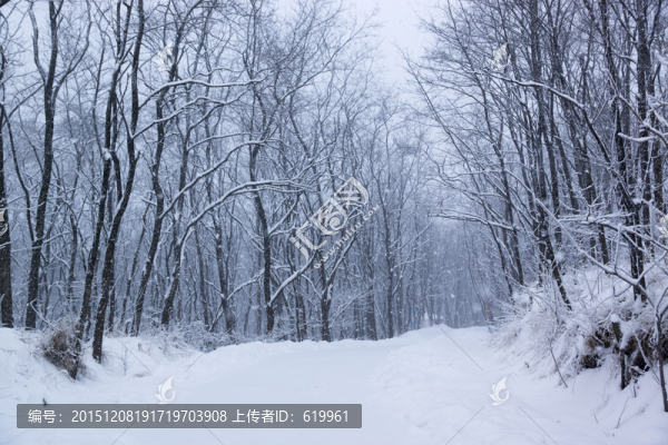 雪景,樹林