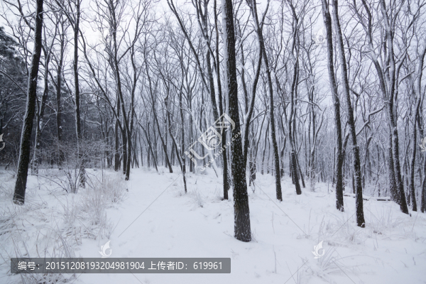 雪景,樹林
