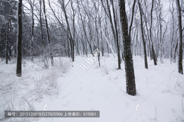 雪景,樹林