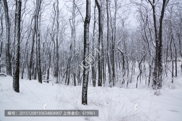 雪景,樹林