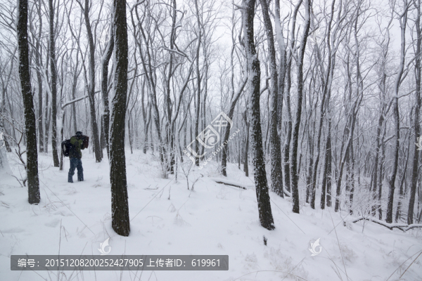 雪景,樹林