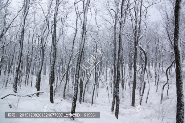 雪景,樹(shù)林
