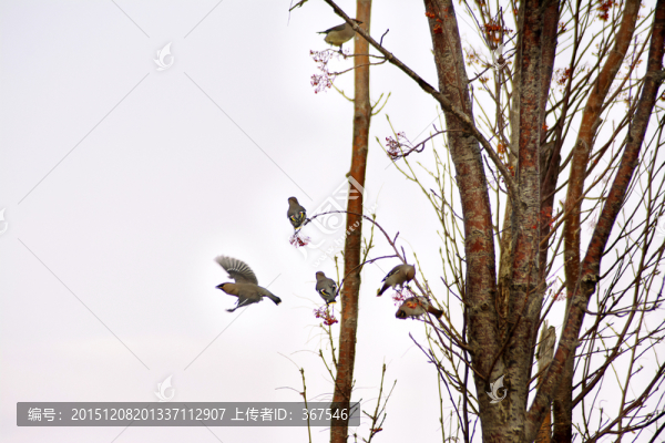 太平鳥