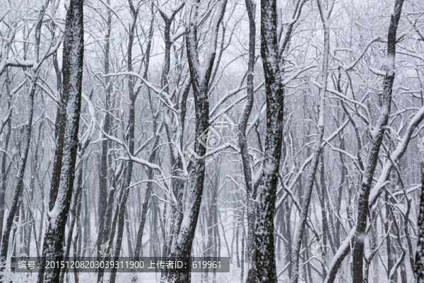 雪景,樹(shù)林