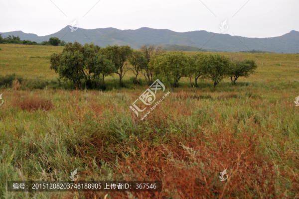 草原風(fēng)光