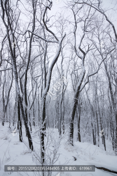 雪景,樹林