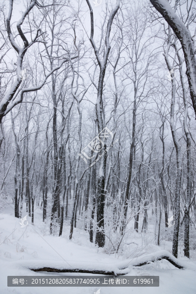 雪景,樹(shù)林